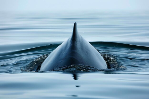 Foto uma baleia está nadando no oceano com a cauda saindo da água