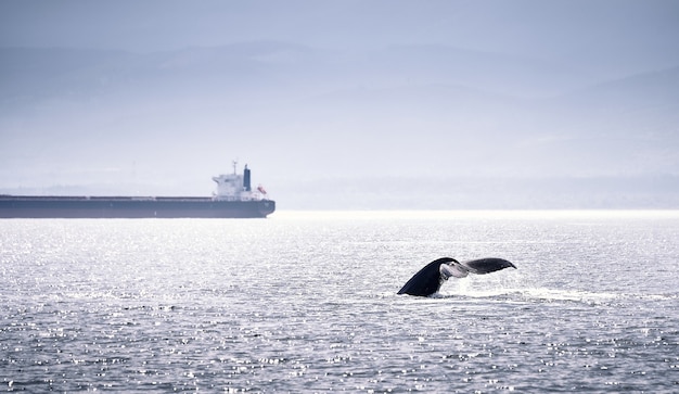 Uma baleia jubarte ao lado de um grande barco