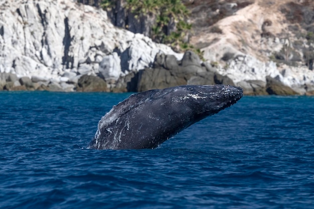 Uma baleia jubarte rompendo o fundo do oceano Pacífico em cabo san lucas méxico baja california sur