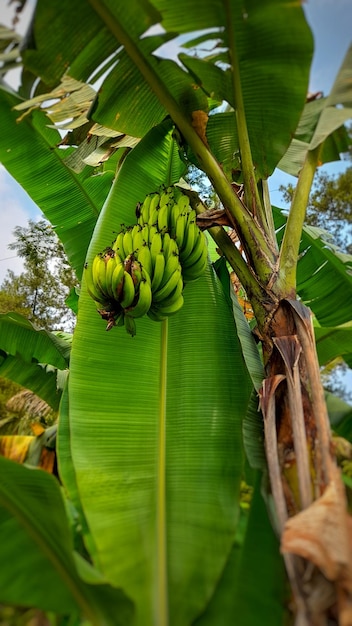 uma bananeira com um cacho de bananas penduradas nela