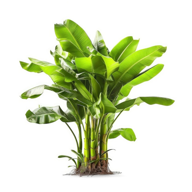 Uma bananeira planta