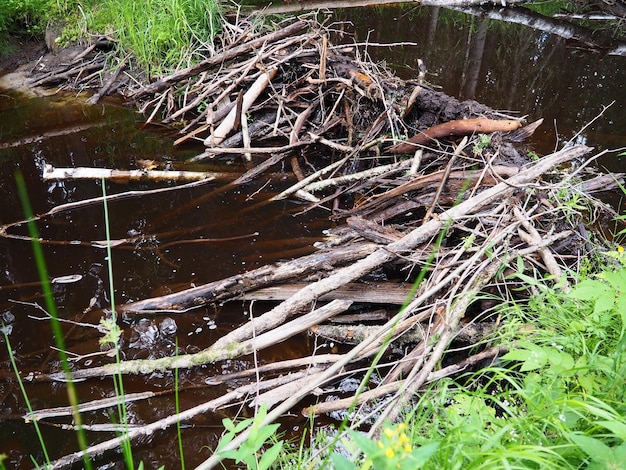 Uma barragem de castores erguida por castores em um rio ou córrego. Os materiais da barragem são madeira, galhos, folhas