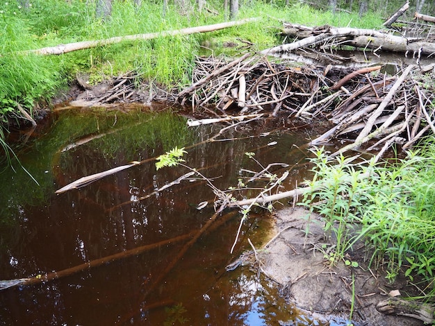 Uma barragem de castores erguida por castores em um rio ou córrego. Os materiais da barragem são madeira, galhos, folhas
