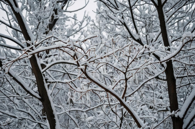 Uma bela árvore coberta de neve num dia de inverno.