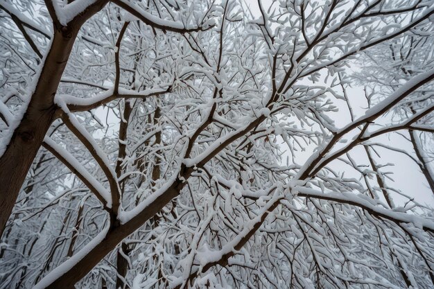 Uma bela árvore coberta de neve num dia de inverno.