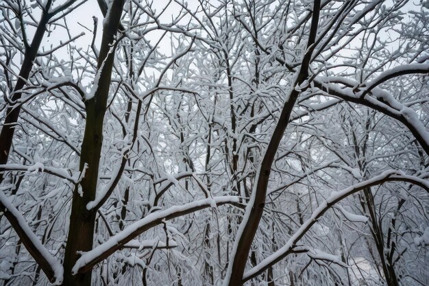 Uma bela árvore coberta de neve num dia de inverno.