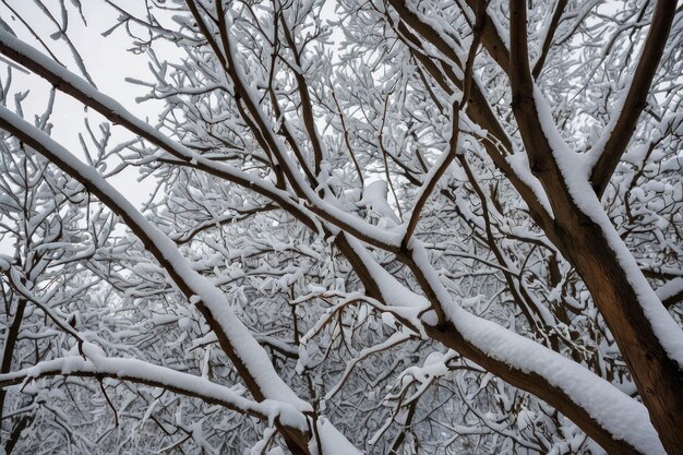 Uma bela árvore coberta de neve num dia de inverno.