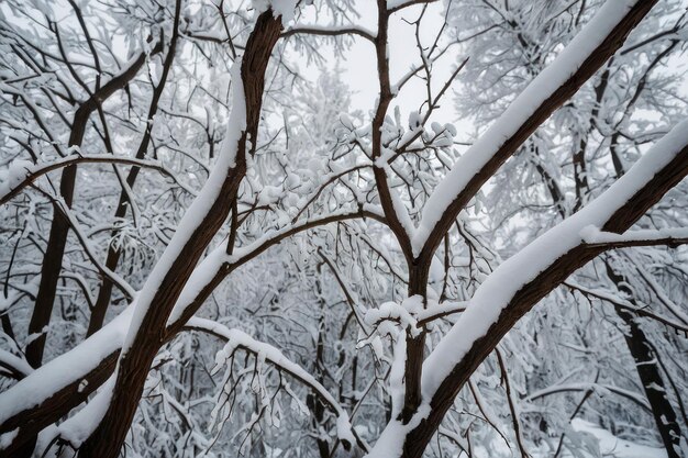 Uma bela árvore coberta de neve num dia de inverno.