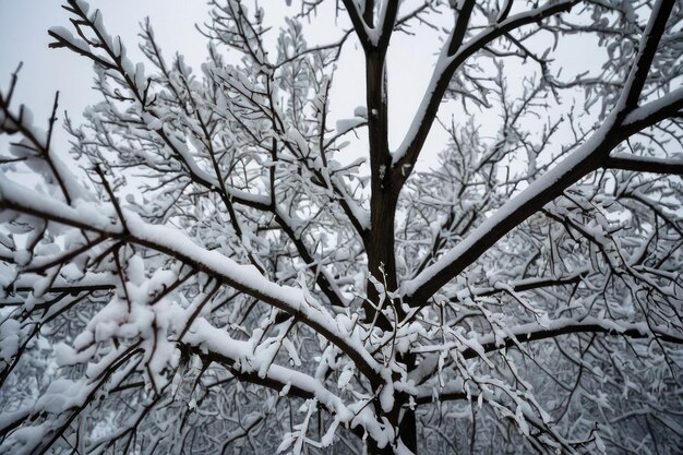 Uma bela árvore coberta de neve num dia de inverno.
