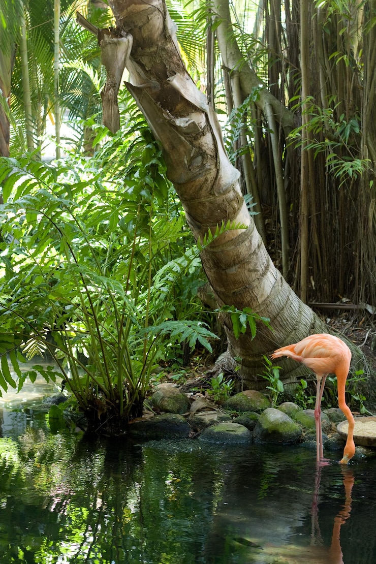 Foto uma bela árvore fornece sombra para o flamingo