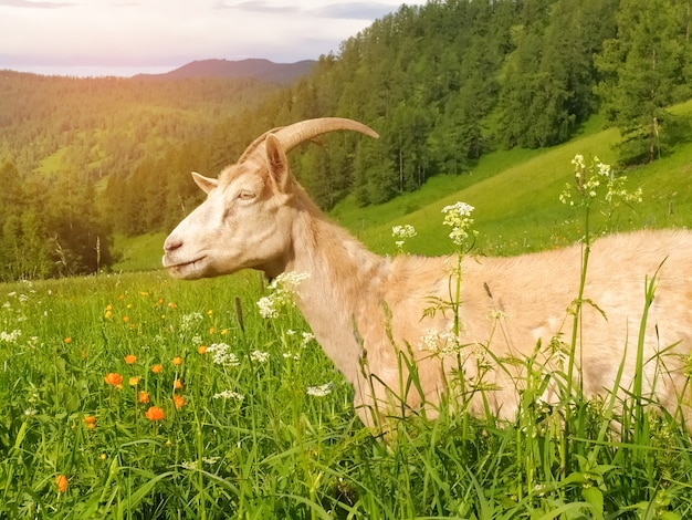 Uma bela cabra branca, iluminada pelo sol, pasta no verão nas montanhas Altai. Foto móvel.