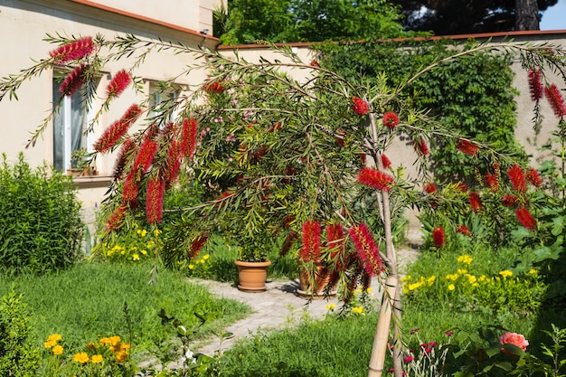 Uma bela escova de flores em flor, planta delicada flores callistemon citrinus vermelho fofinho flor cabeças