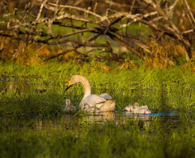 Foto uma bela família de cisnes selvagens em pântanos pássaros adultos com cisnes nadando na água