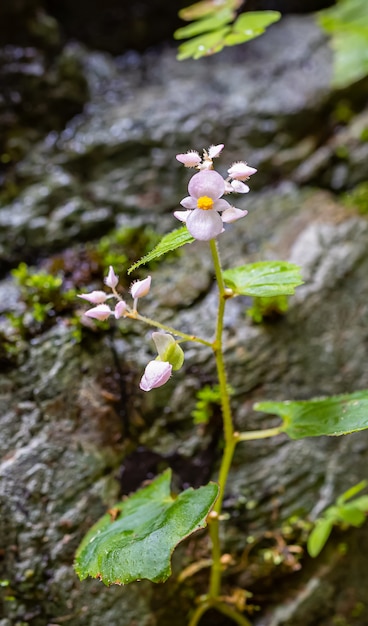 Uma bela flor vive ao lado da cachoeira