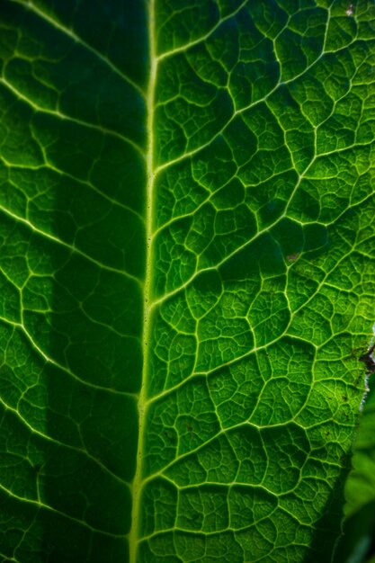 Foto uma bela folha verde fresca destacada pelo sol textura detalhada e estrutura expressiva fundo de ecologia natural com espaço de cópia