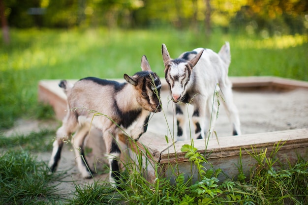 Uma bela foto de dois cabritinhos brincando e comendo grama