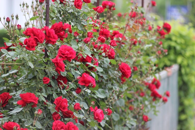 Uma bela foto de rosas vermelhas a florescer num jardim.
