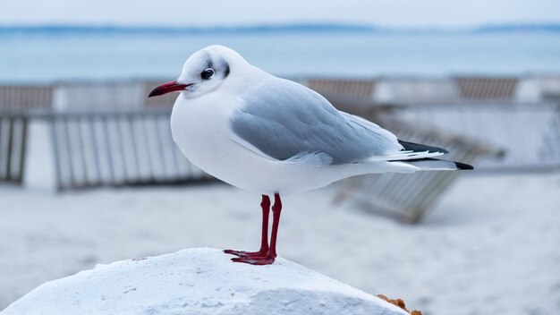 Foto uma bela foto de uma gaivota-de-cabeça-preta durante o inverno