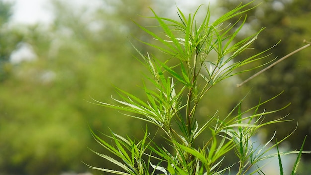 Foto uma bela foto de uma planta de cannabis em close-up.