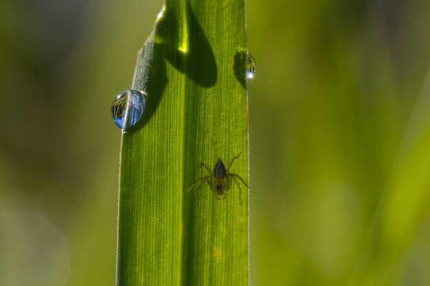 Foto uma bela gota de chuva na relva com a estrela do sol a brilhar de manhã.