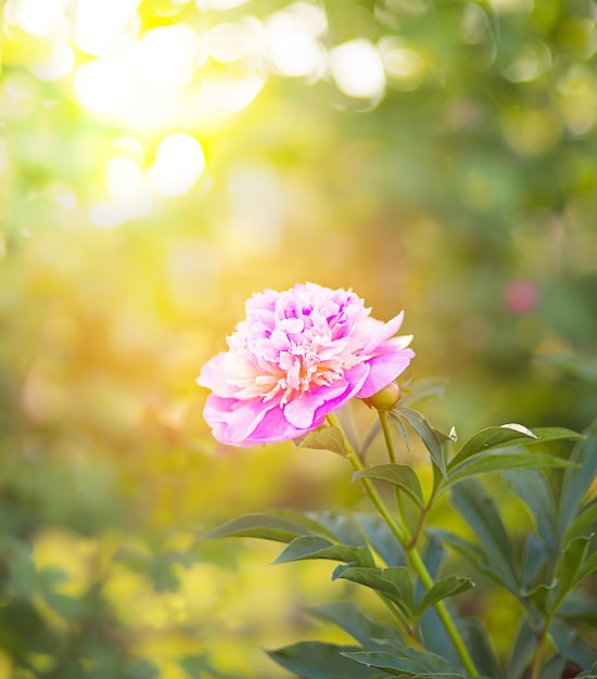 uma bela grande peônia rosa floresce em um jardim verde e é perfumada