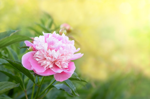 uma bela grande peônia rosa floresce em um jardim verde e é perfumada