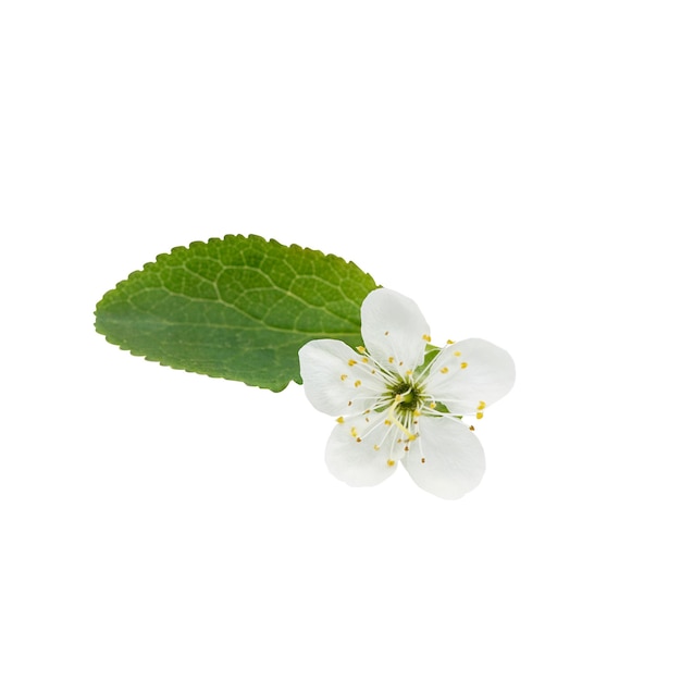 Uma bela imagem da flor de cerejeira branca sping