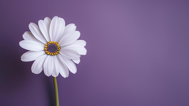 Uma bela margarida branca em plena floração contra um fundo roxo as pétalas são delicadas e o pistil é de um amarelo brilhante