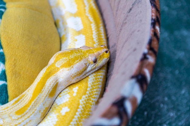 Uma bela píton dourada criada por humanos enrolada em seu colchão acolchoado concentre-se apenas na cabeça da cobra