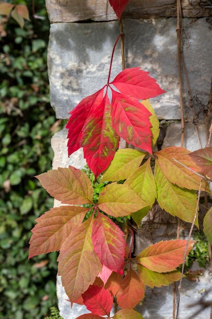 Uma bela planta rasteira brilhante Parthenocissus quinquefolia cresce em uma parede em um dia ensolarado de outono fechado