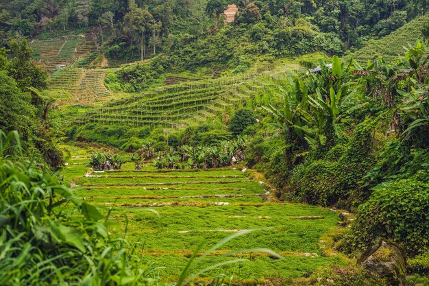 Uma bela plantação de vegetais entre as colinas