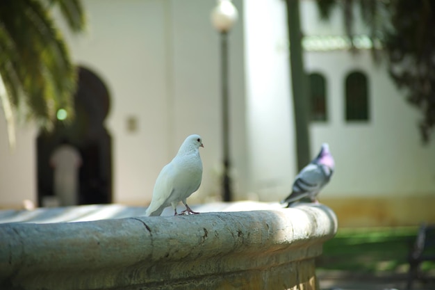 Foto uma bela pomba empoleirada na fonte