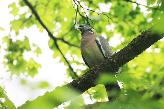 Uma bela pomba-rola encontra o amanhecer na floresta