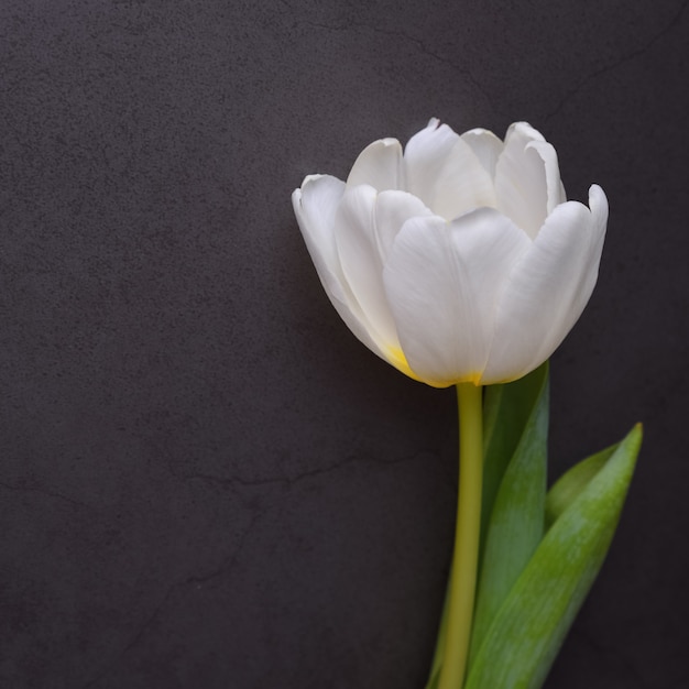 Uma bela tulipa branca brilhante em close-up contra uma parede cinza escura