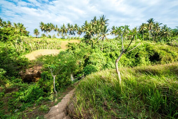 Uma bela vista da cachoeira em Bali Indonésia