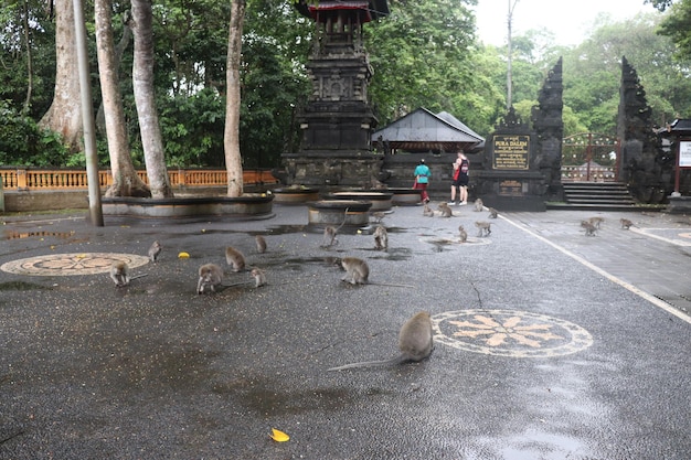 Uma bela vista da Floresta dos Macacos em Bali Indonésia