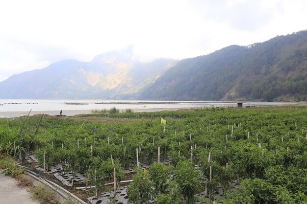 Uma bela vista da montanha Kintamani localizada em Bali Indonésia