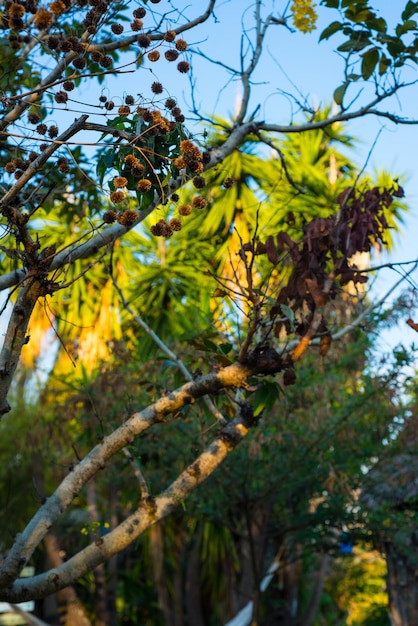 Uma bela vista da natureza na Chapada dos Veadeiros localizada em Alto Paraíso Goiás Brasil