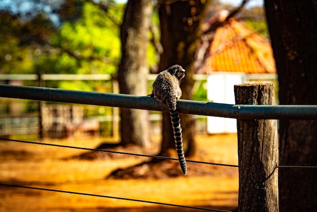 Foto uma bela vista de animais em brasília zoo brasil