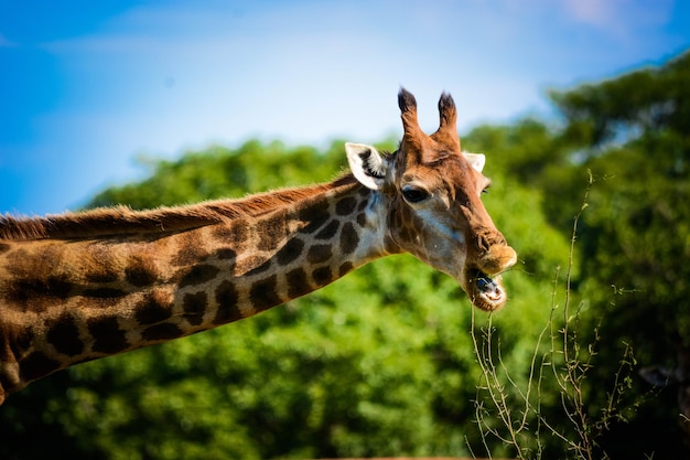 Uma bela vista de animais em brasília zoo brasil