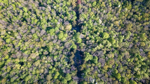 Uma bela vista de cima em árvores decíduas verdes e uma floresta com um caminho para carros. Retirado do drone