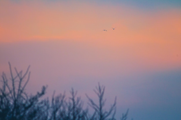 Uma bela vista de pássaros voando no céu ao pôr-do-sol