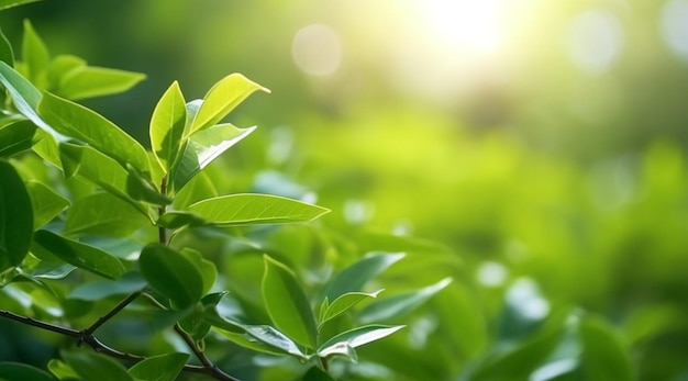 Uma bela vista de perto da natureza, folhas verdes sobre um fundo de árvores verdes borrosas.