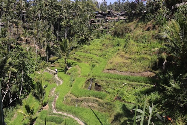 Uma bela vista de Tegalalang localizada em Ubud Bali Indonésia