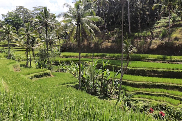 Uma bela vista de Tegalalang localizada em Ubud Bali Indonésia