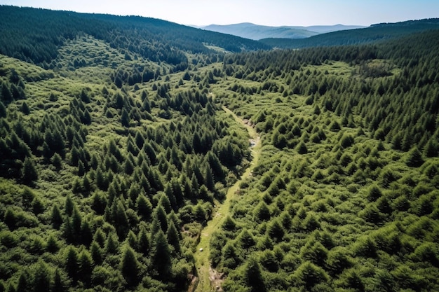 Uma bela vista de um drone de uma incrível floresta verde com árvores e arbustos crescendo no campo