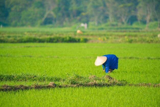 Uma bela vista do agricultor trabalhando no campo de arroz em Hoi An Vietnam