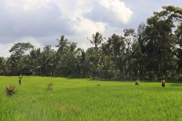 Uma bela vista do campo de arroz em bali indonésia