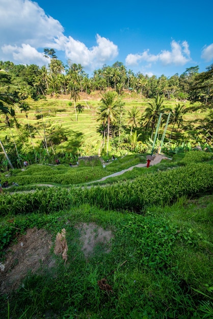 Uma bela vista do campo de arroz Tegalalang localizado em Ubud Bali Indonésia