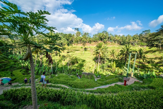 Uma bela vista do campo de arroz Tegalalang localizado em Ubud Bali Indonésia